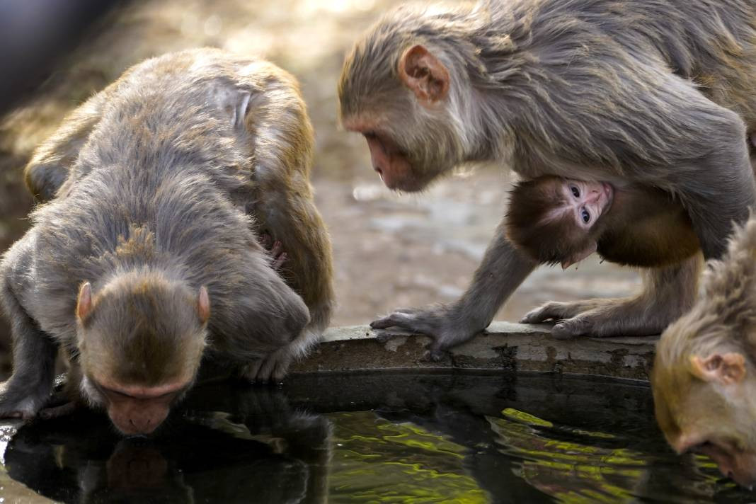 Termometreler 50 dereceyi gösterdi. Tarihin en yüksek sıcaklık rekoru - Resim: 20